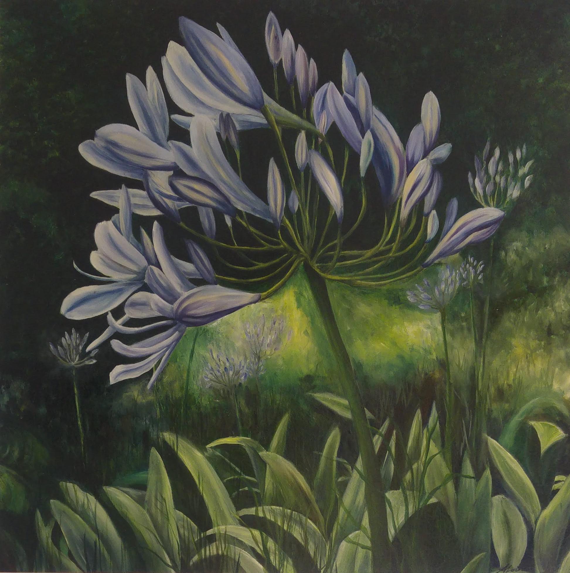 Agapanthus