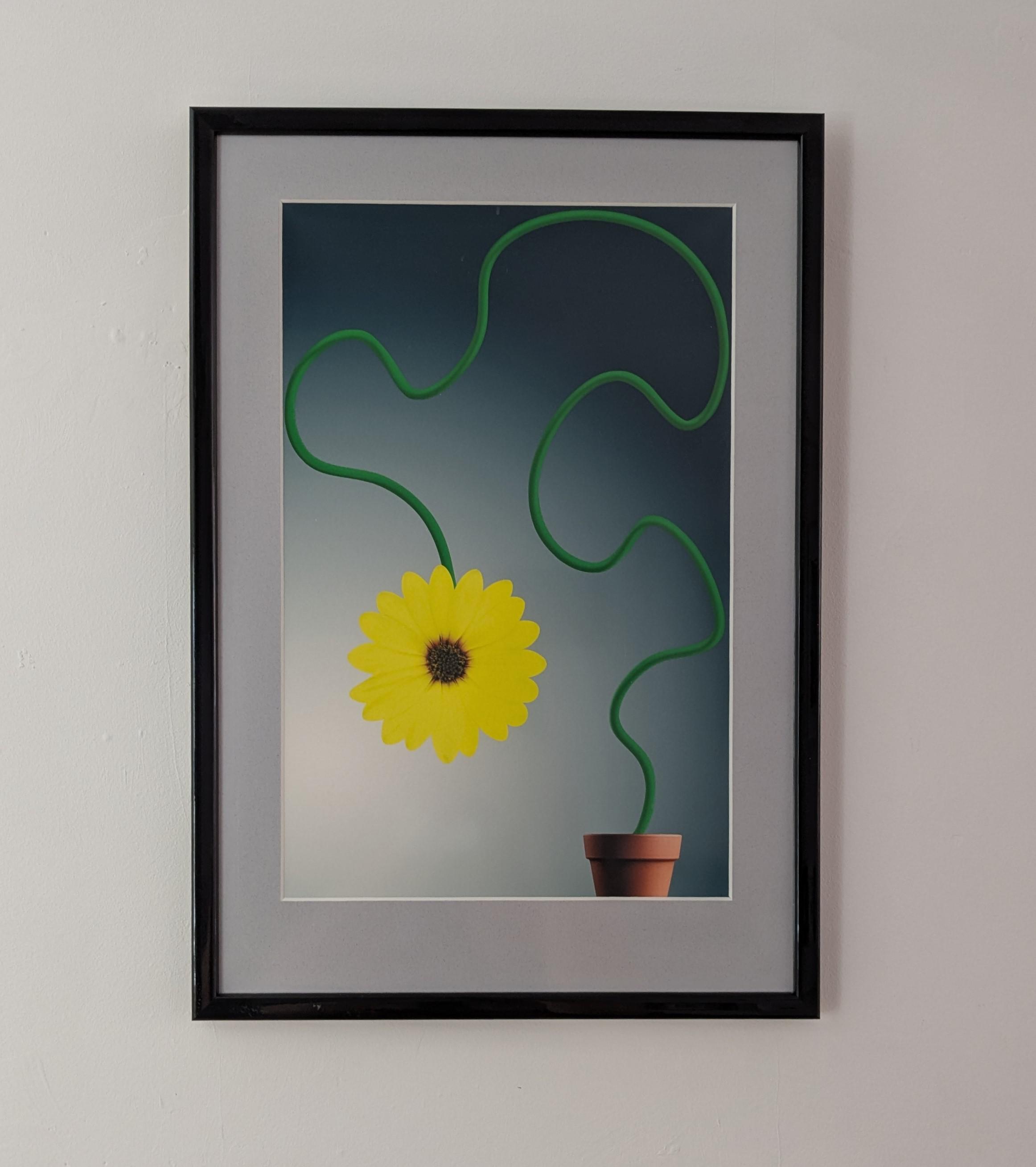 Potted Plant