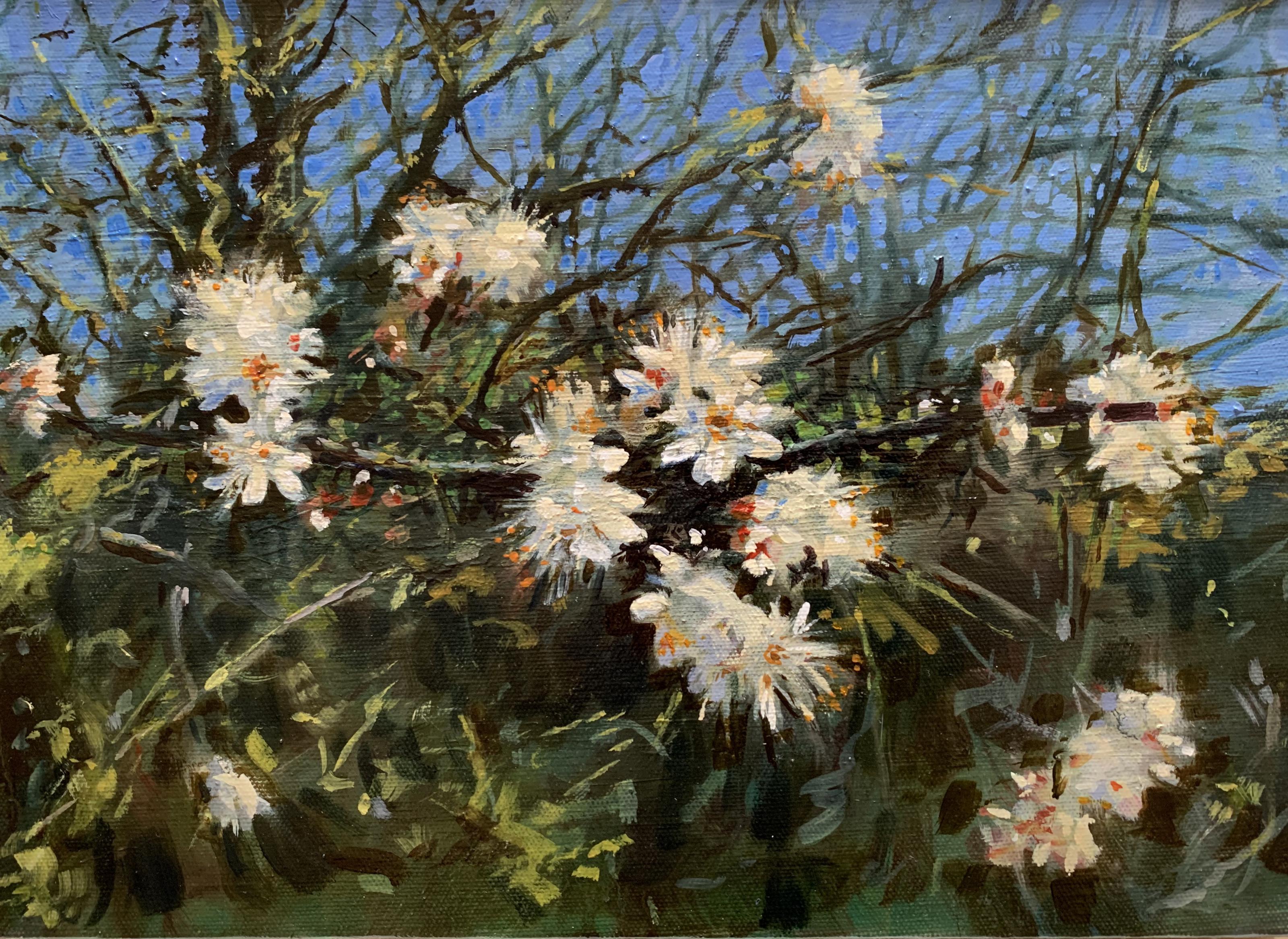 Blackthorn, Spring 