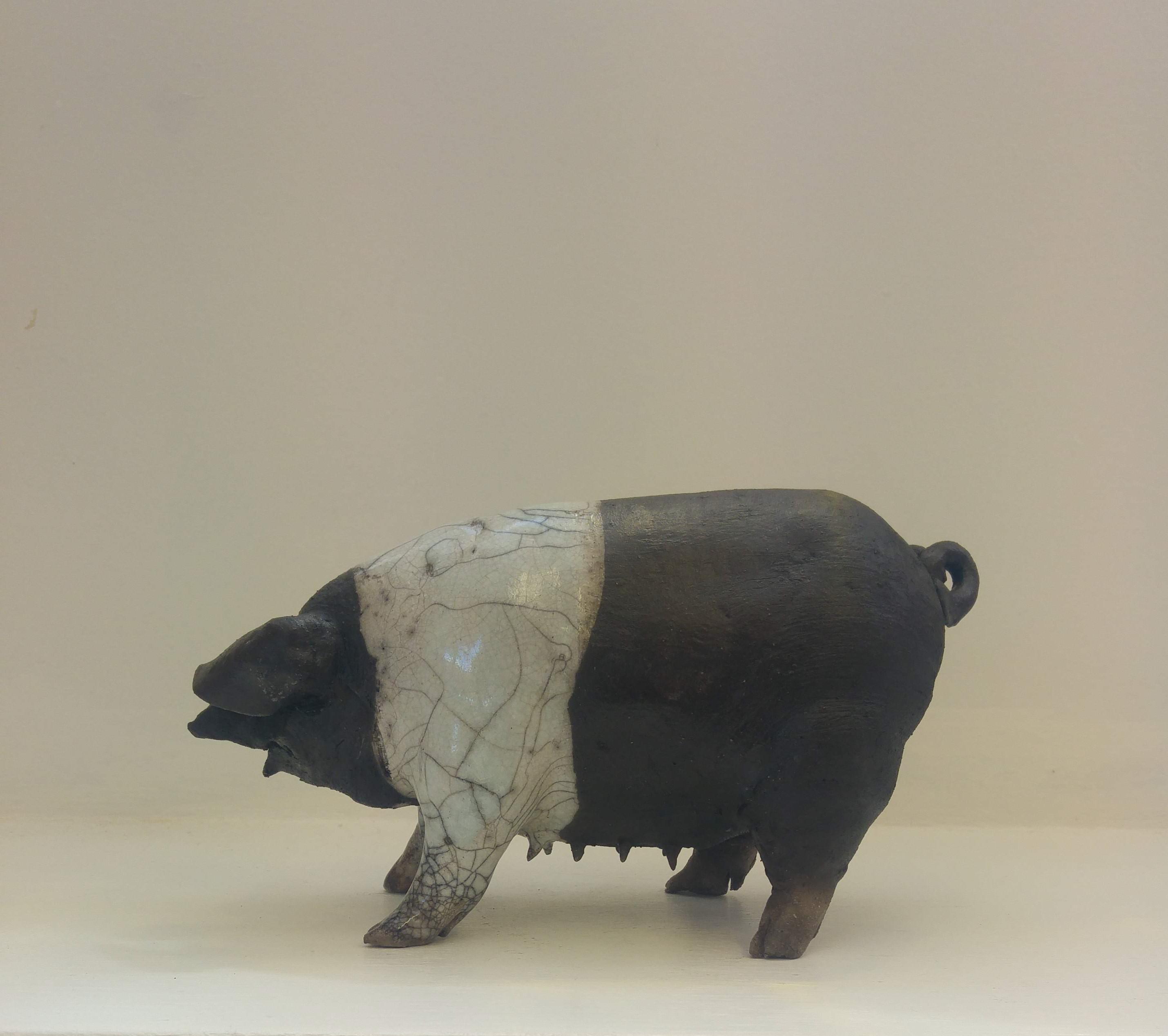 Saddleback Pig