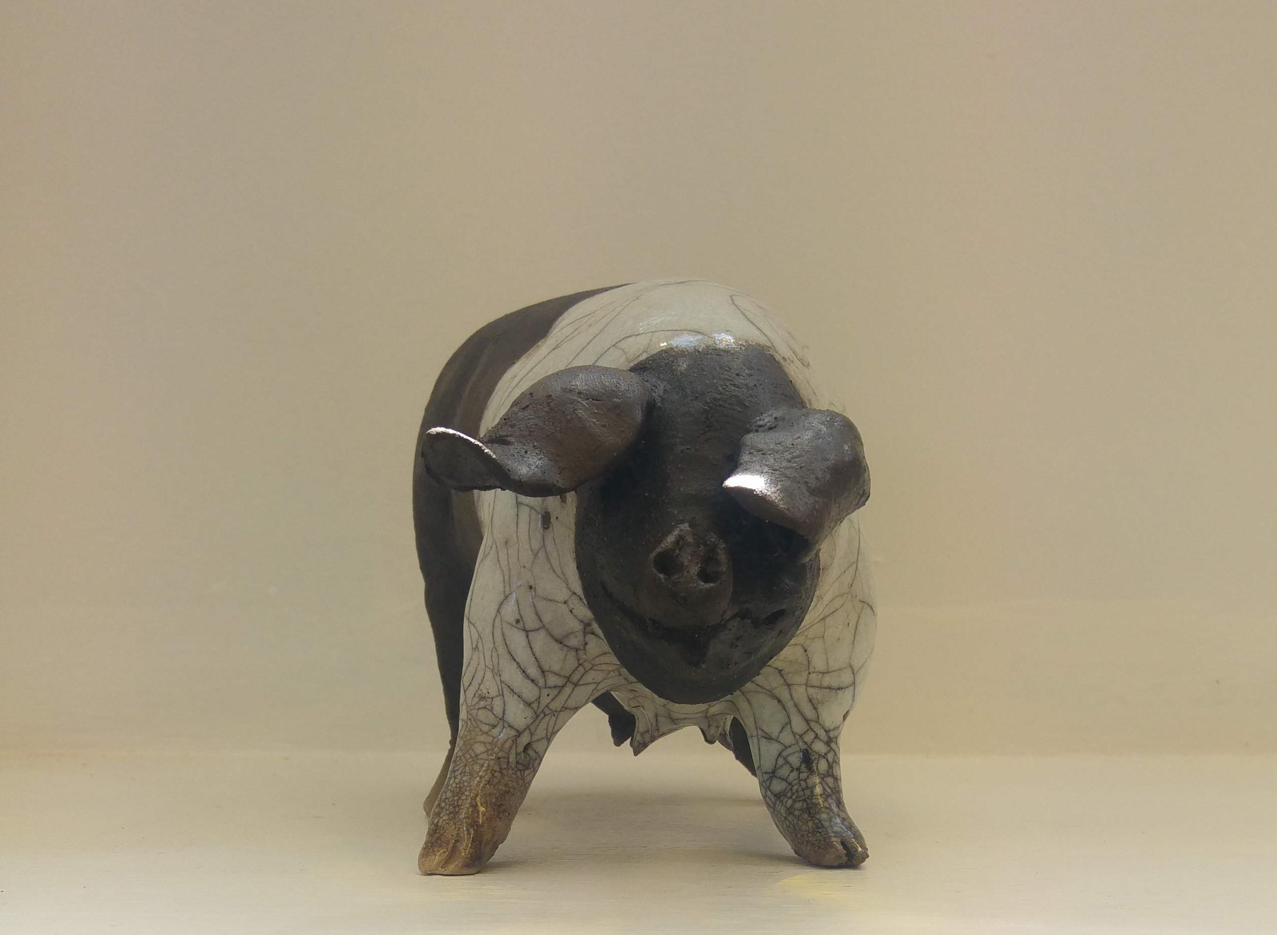 Saddleback Pig