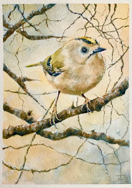 A Brief Stillness - Goldcrest in January