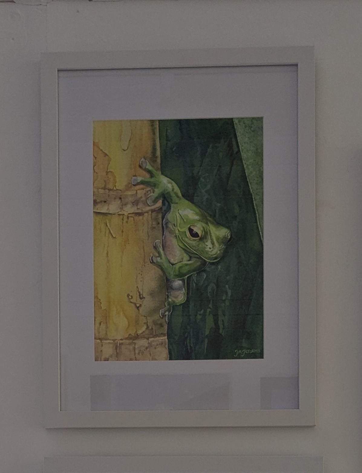 Tree Frog