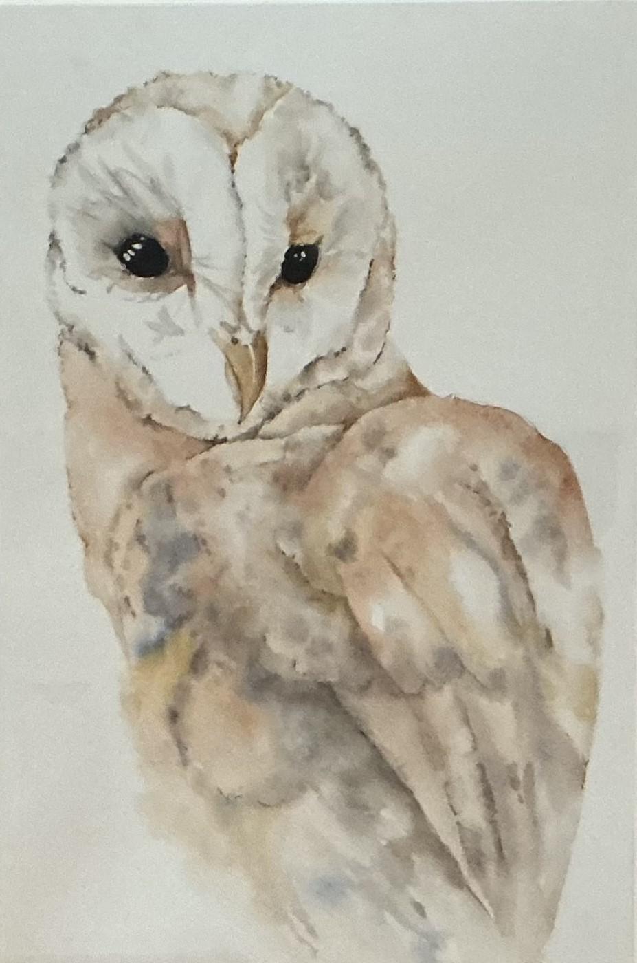 Barn Owl