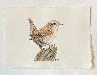 Jenny Wren