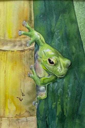 Tree Frog