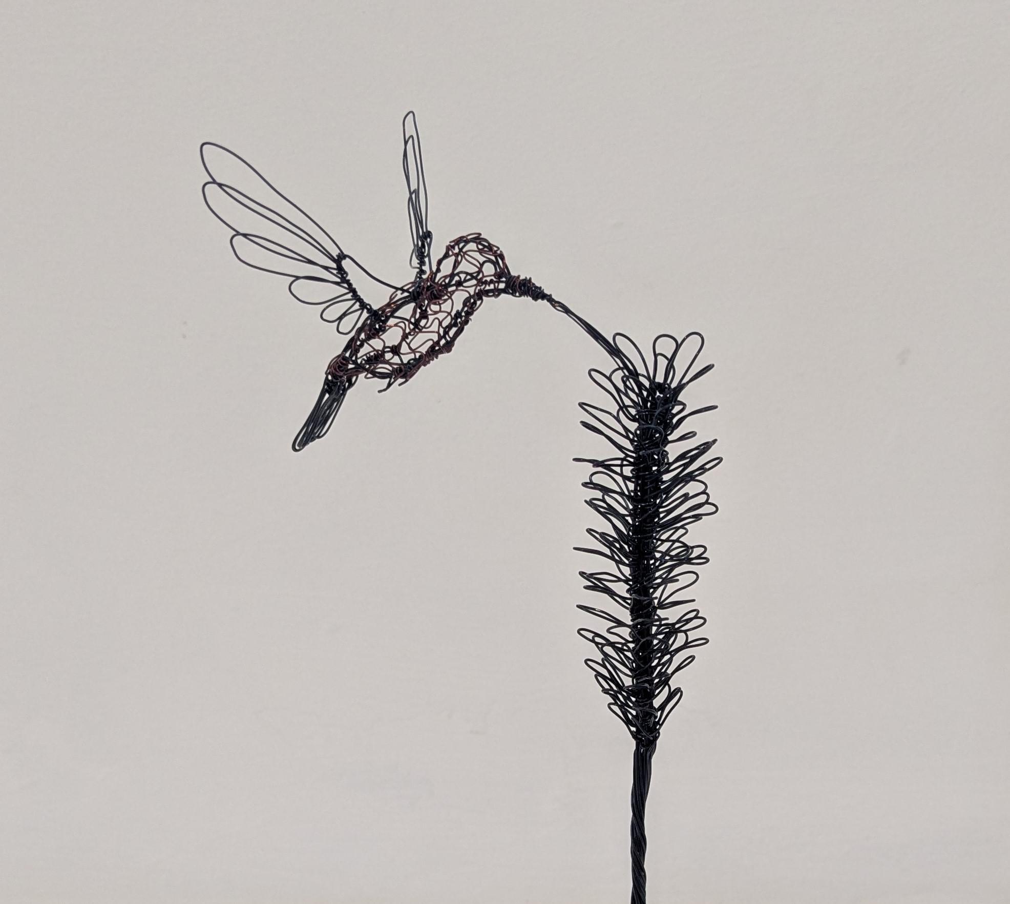 Hummingbird (LJP2604)