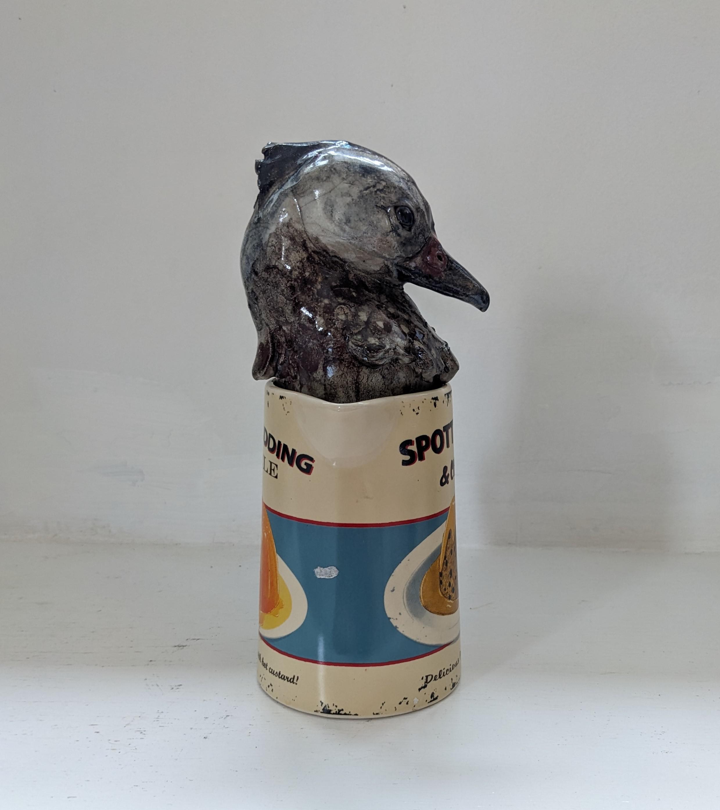 Spotted Duck