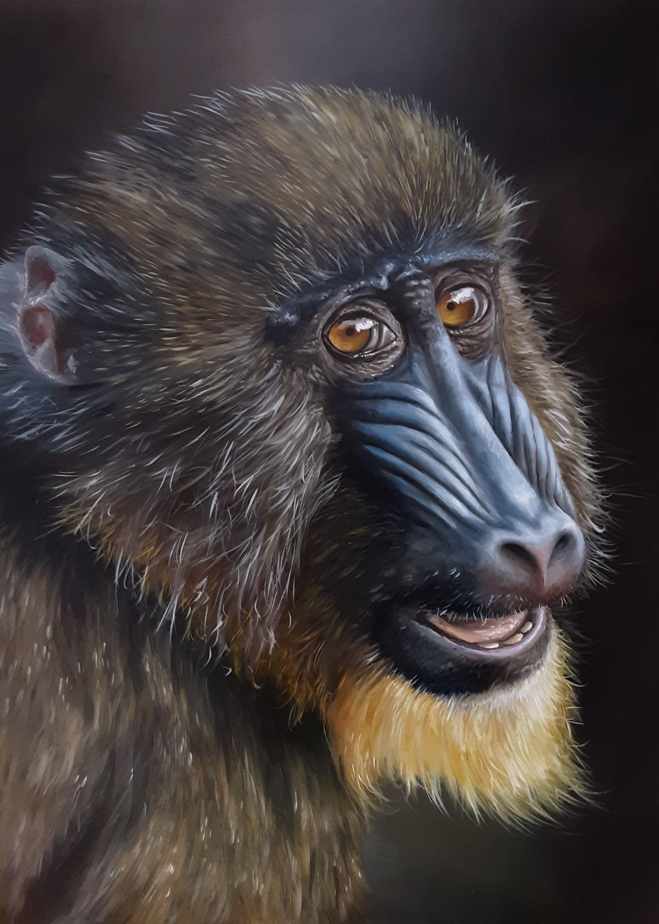 Mandrill Monkey