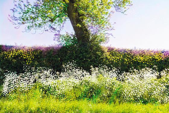 Cow Parsley
