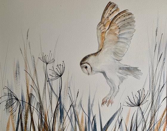 Barn Owl in Meadow