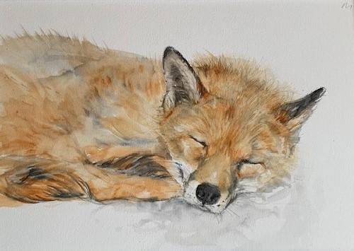 Snoozy Fox
