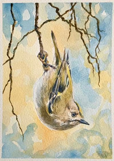A Moments Industry - Goldcrest at Work