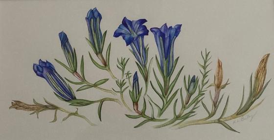 Gentians