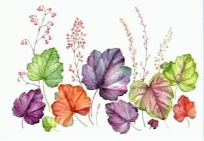 Heuchera Medley