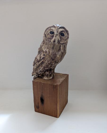 Tawney Owl