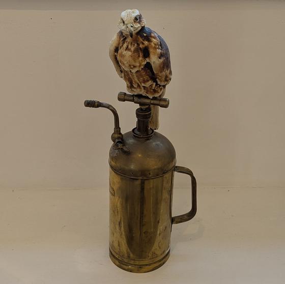 Bird of Spray