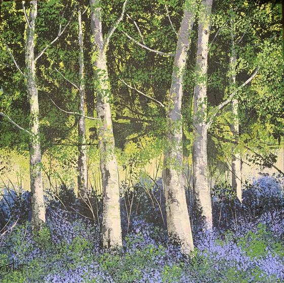 Silver Birches Among the Bluebells